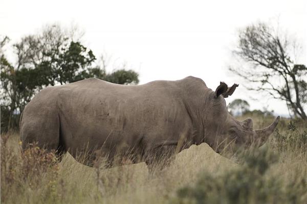 حيوان وحيد القرن