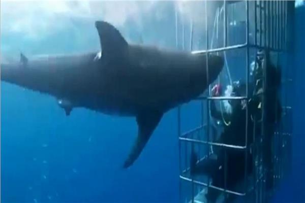 7 صيادين يقاومون اصطياد القرش الوحش لمدة ساعة