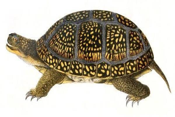أنواع السلاحف "حمسة بلاندينج"