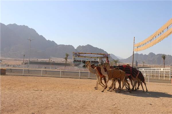 محافظ جنوب سيناء يتفقد الاستعدادات النهائية لإقامة بطولة شرم الشيخ للهجن