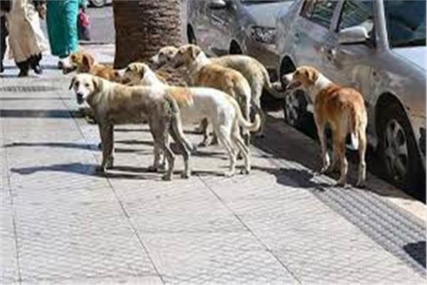 27 نوفمبر الحكم في دعوى منع استخدام سم «الاستركينين» في قتل الكلاب 