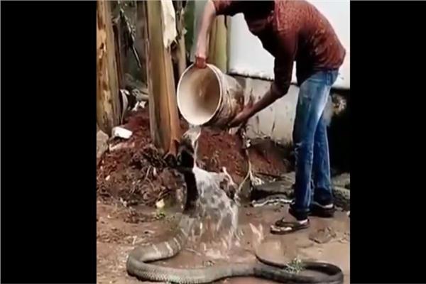 هندي يحمم ثعبان كوبرا ضخماً ويروي ظمأه