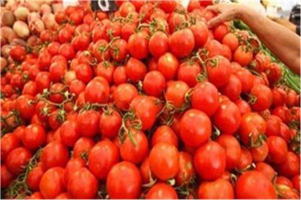 توصيات هامة لمزارعي محصول الطماطم 