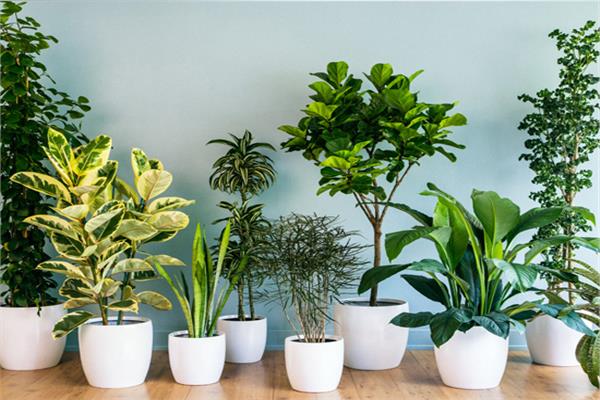 نباتات يمكن زراعتها داخل المنزل