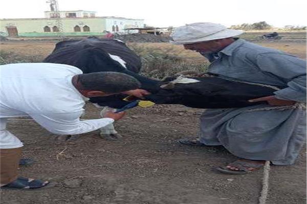 علاج 2367 طائر وحيوان مجانا  بقافلة بيطرية بقرية بالشرقية