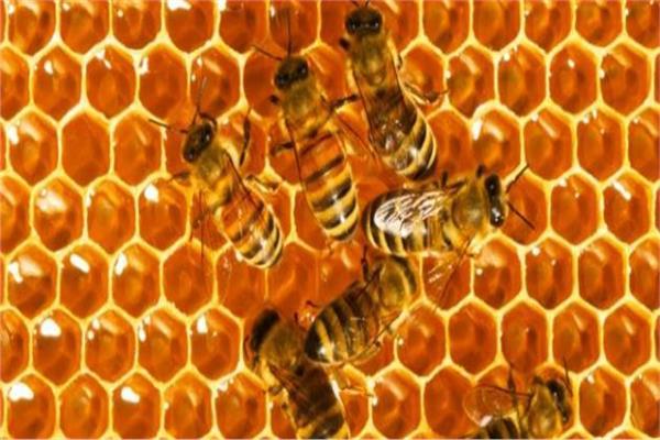 عسل النحل |مهرجان العسل.. محاولة مختلفة للتسويق 