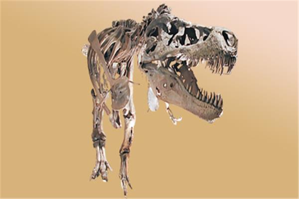 الهيكل العظمى  الديناصور بيج جون