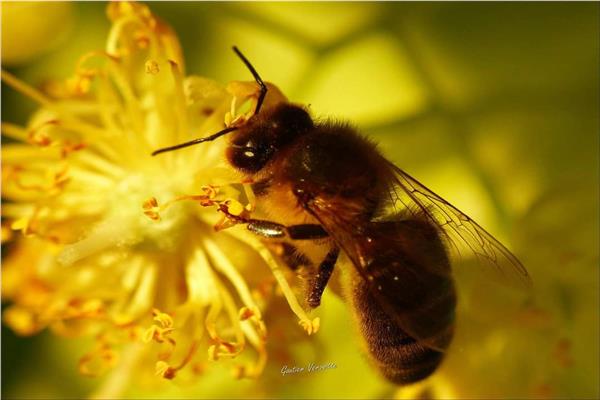 تصدير سنويًا أكثر من 1.1 مليون  طرد نحل عسل