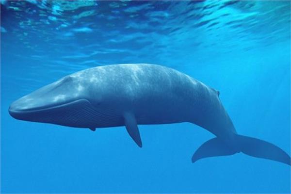  الحوت الأزرق
