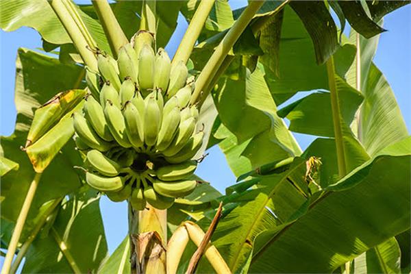 إرشادات لمزارعي محصول الموز