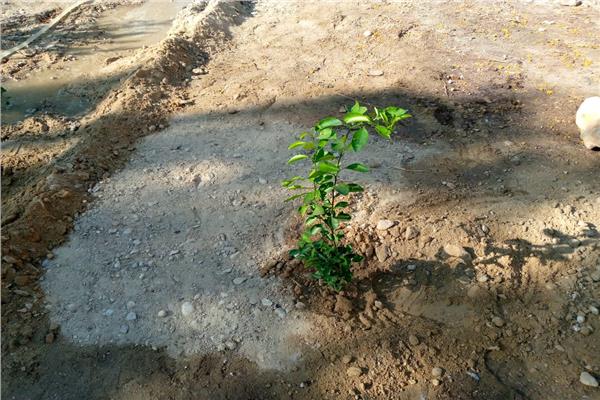 زراعة 100 شجرة مثمرة بقرية حاجر الضبعية في الأقصر