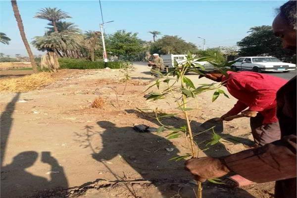 زراعة 710 شجرة على الطرق الرئيسية والشوارع وأمام المدارس بطما