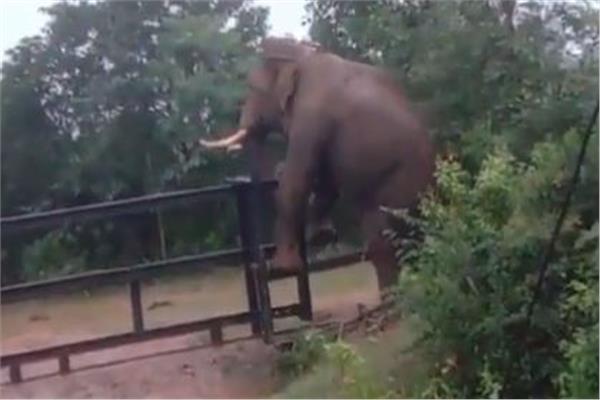 هروب فيل من فوق سياج حديدي 