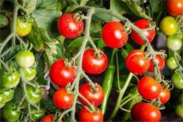 أسباب وعلاج تساقط الأزهار في محصول الطماطم