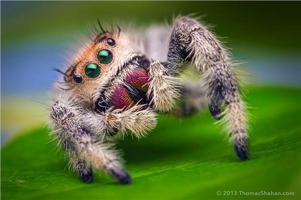 عنكبوت بألوان مذهلة و10 أعين