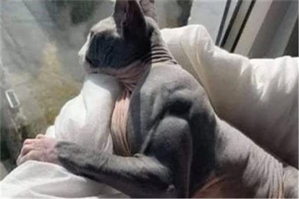  قطة مفتولة العضلات