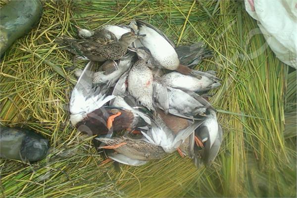 انطلاق موسم صيد البط في برك الشرقية 