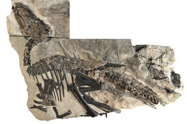  اكتشاف بقايا 11 ديناصورا في إيطاليا