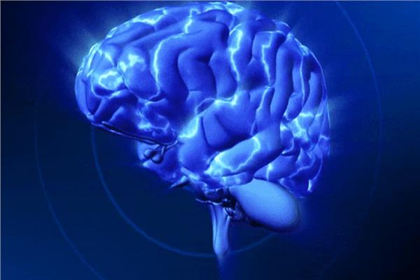 المخ البشري