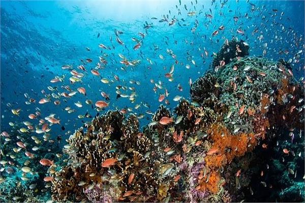 الشعاب المرجانية..اذهلت العلماء بتسجيل أغنيات الأسماك لأول مرة إندونيسيا