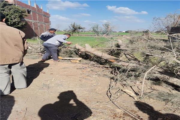 بالصور حملة لإزالة الأشجارالكبيرة من طريق السنطة بعد وفاة ضحية الرياح في الغربية