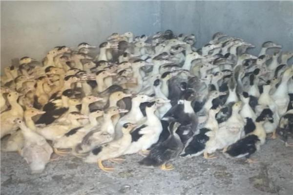 توزيع ٤٦ ألفا و٨٤٠  بطة بمشروع تربية البط بمراكز ومدن البحيرة 