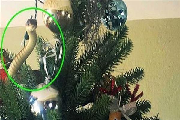 ثعبان "سام" مختبأ في شجرة كريسماس
