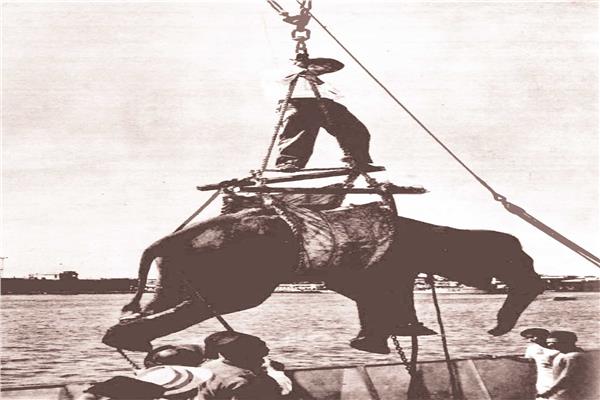 تم نقل الفيل من البـاخــرة إلـــــــى الميناء بواسطة ونش كبير