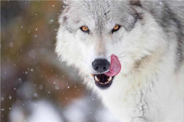 Un zoo a été fermé en France après la fuite de 9 loups