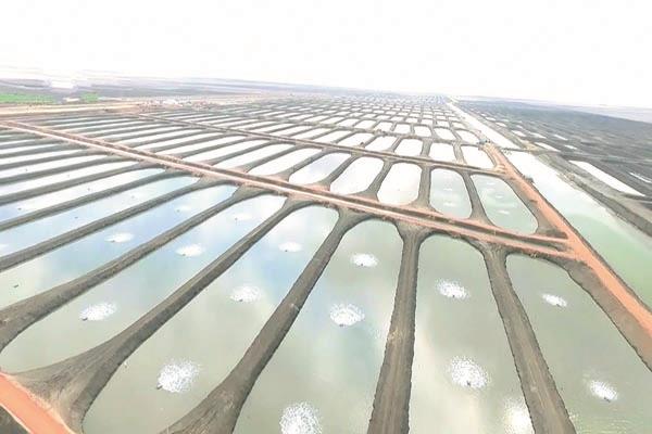 بركة غليون أكبر مشروعات الاستزراع السمكى فى مصر