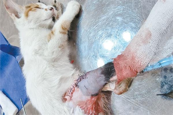 القطة «لولى» بعد نجاح العملية