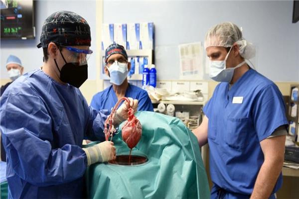جراحون أميركيون نجحوا في زراعة قلب خنزير في مريض بشري