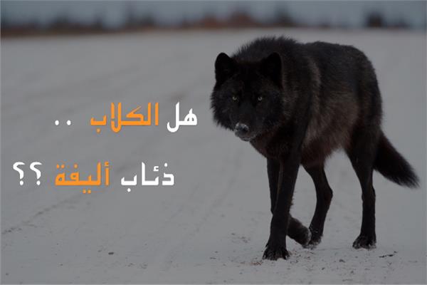الذئب الأسود