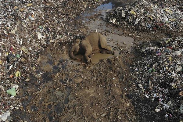 نفوق أفيال لم تجد ما تأكله سوى النفايات البلاستيكية بسريلانكا