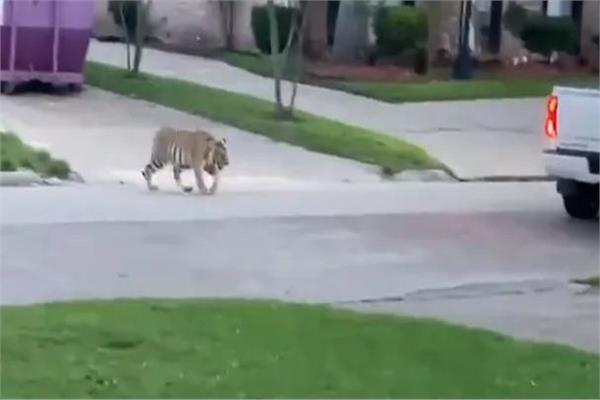 نمر يتجول في حي سكني بولاية تكساس