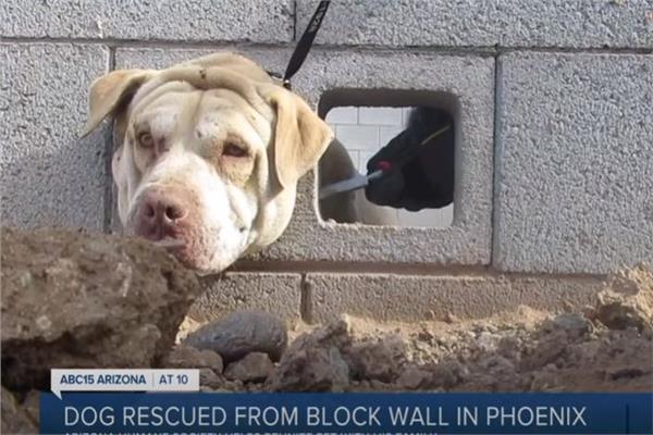 إنقاذ كلب عالق في جدار صخري