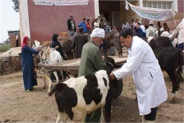  علاج 4205 رأس ماشية وتسجيل  177 حيوان واستخراج 295 بطاقة بدل فاقد