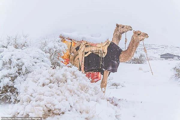الثلوج تغطى صحراء المملكة العربية السعودية    