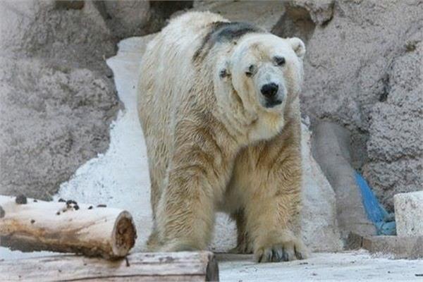  الدب القطبى أرتورو  «اتعس» حيوان في العالم
