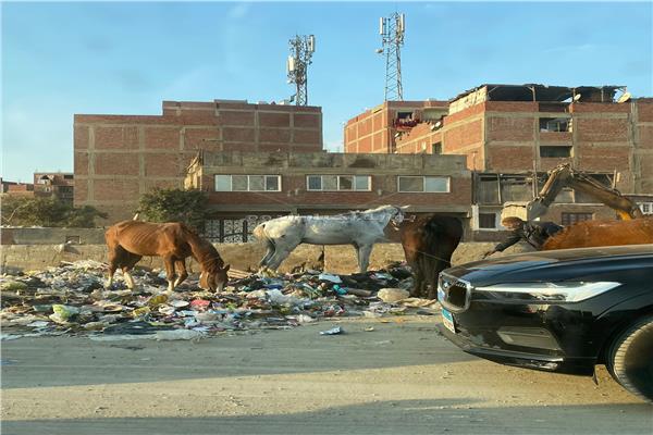 الحمير والأحصنة تتغذى على القمامة المنتشرة على الطريق الدائري