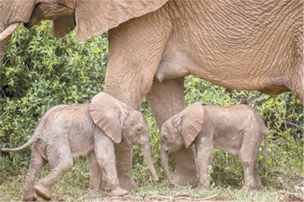 ولادة توأم الفيلة