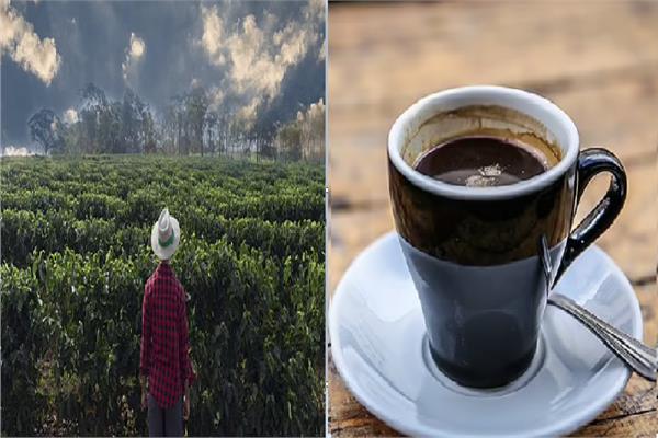 تغير المناخ وزراعة القهوة