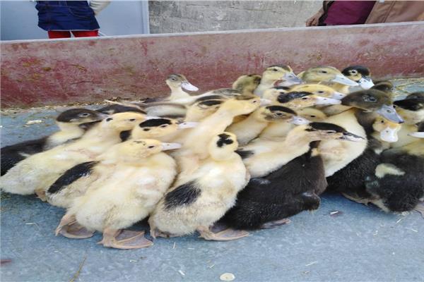 توزيع ٥١ ألف و ٤٢٠ بطة  بمشروع تربية البط بمراكز ومدن البحيرة