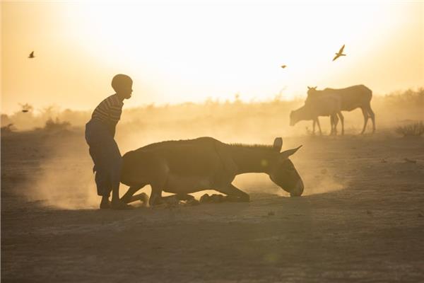 إثيوبيا تواجه كارثة حقيقية تؤدي إلى نفوق الماشية