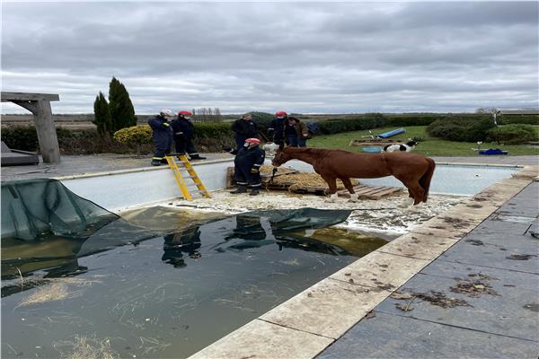 إنقاذ حصان سقط من حوض سباحة