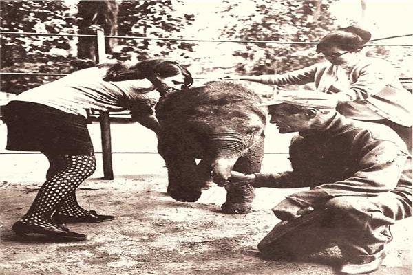 طبيبتان بيطريتان فى حديقة الحيوان  بالجــيزة تشرفان على نظافة فيل صغير