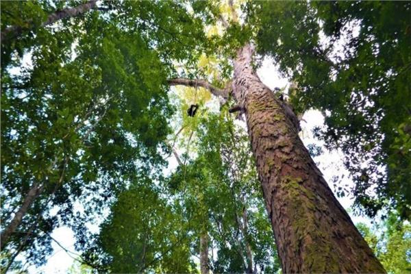 دراسة تكشف 9 آلاف شجرة مجهولة