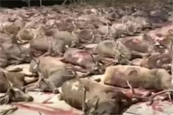 مذبحة صيد بإسبانيا قتل 450 غزالا وخنزيرا
