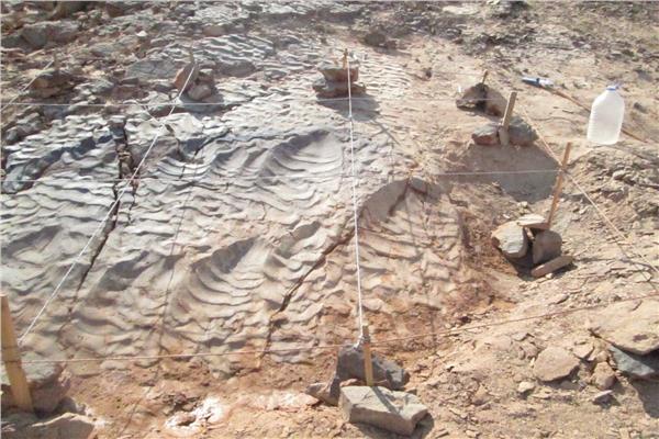 العثور على آثار لأقدام ديناصورات بالصحراء الشرقية
