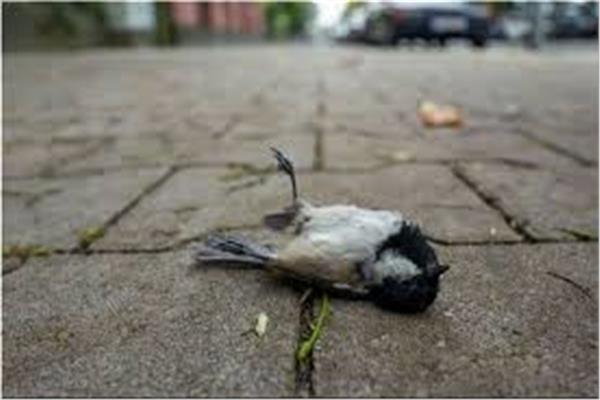سقوط مئات الطيور ميتة في المكسيك في مشهد مرعب ومحزن 